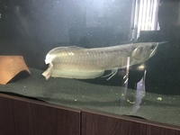 silver arowana