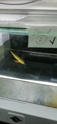 Arowana In Stock