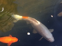 large Koi Fish £50 for All Three