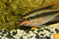 kribensis