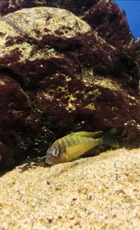 Tanganyikan tropheus