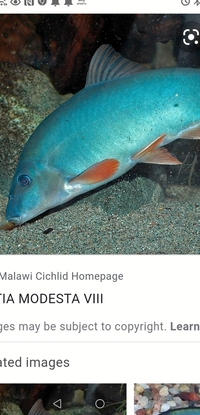 Monster blue botia