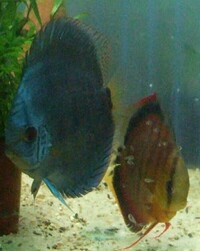 Home bred Discus in Tyne and Wear