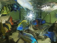 Malawi cichlids various sizes 1inch to 6 inch