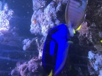 1000L marine tank shutdown