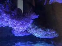 1000L marine tank shutdown