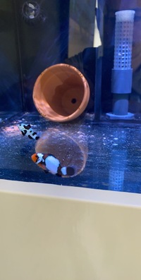 Clownfish (black ice & Black storm) 1 year old