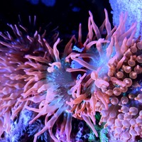 Breeding Pair of Lightning Maroon Clownfish