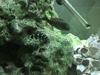 Yo-yo loaches X2