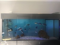 16 x Frontosa burundi cichlids prefect size for breeding mainly female