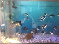 16 x Frontosa burundi cichlids prefect size for breeding mainly female