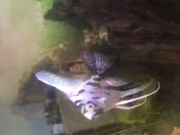 4 tiger barbs 1 albino tiger barb and 1 angel fish