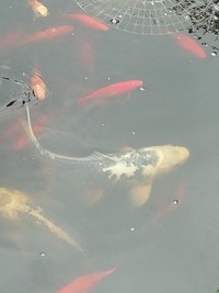 Koi Carp For Sale