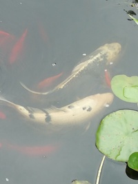 Koi Carp For Sale