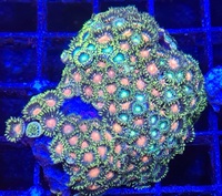 Marks Aquatics Coral...