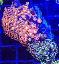 Marks Aquatics Coral...