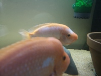 Amphilophus xiloaensis cichlid pair male and female