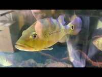 xingu peacock bass for sale