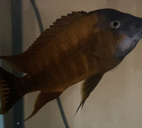 WC PETROCHROMIS SP . RED BULU POINT ......... X 2 MALES LEFT ### DELIVERY AVAILABLE ###