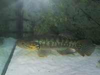 Snakehead gurgeon