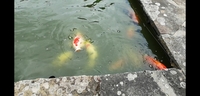 Large koi for sale