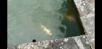 Large koi for sale