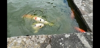 Large koi for sale