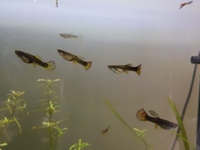 Free guppy fish