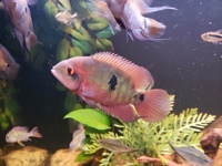 South American Cichlids