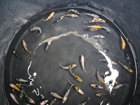 2-4 inch koi mixed varieties