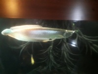 15 inches FEMALE MOTORO STINGRAY FOR SALE.arowana