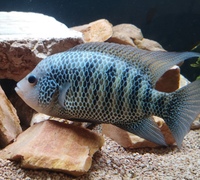 Beani cichlid (Laguna el camalote) (SOLD)