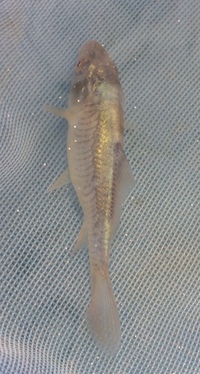  FREE 2-3 inch Carp Fry.