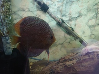 Discus Fish x3, about 4 inches in size