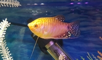 gold gourami needs home