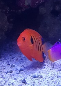 Flame Angelfish