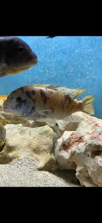 Mixture of adults and juvenile cichlids