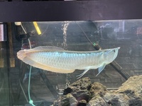 £300    5 ft full set up 22inch arowana 12 inch Oscar and loads more