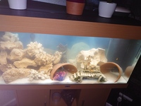 Wanted Malawi cichlids please