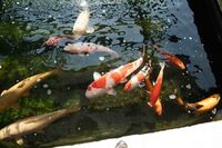 Various Quality Koi for Sale