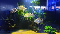 5 large Geophagus abalios