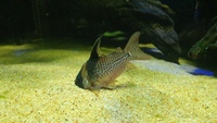 corydoras wotroi