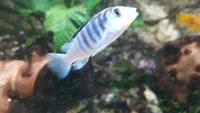 24 Mbuna nice fish not hybrids (Sheffield)