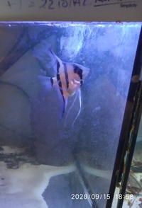 NOW SOLD-Angelfish(breeding pair)-male koi/female zebra for sale in Leeds---ono £25 or make me an offer-must go asap