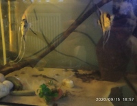 NOW SOLD-Angelfish(breeding pair)-male koi/female zebra for sale in Leeds---ono £25 or make me an offer-must go asap