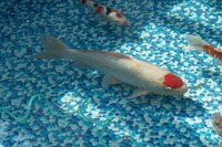 Various Quality Koi for Sale