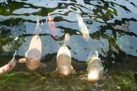 Various Quality Koi for Sale