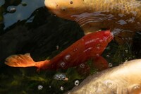 Various Quality Koi for Sale