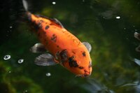 Various Quality Koi for Sale