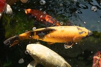 Various Quality Koi for Sale